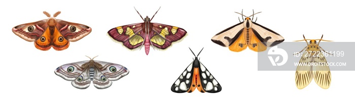 手绘蛾的水彩套装，白色背景上孤立的蝴蝶。