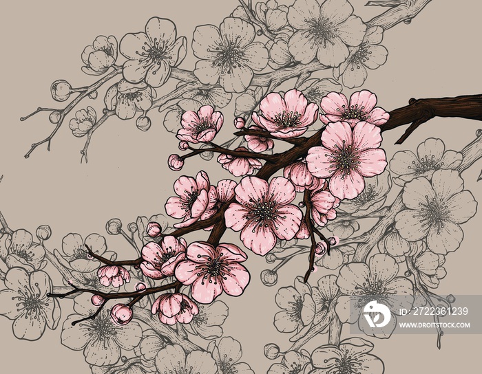 Sakura blossom blooming drawing