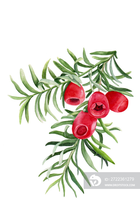 白色i上带有红色红豆杉果实的树枝的水彩画，用于美丽健康的设计