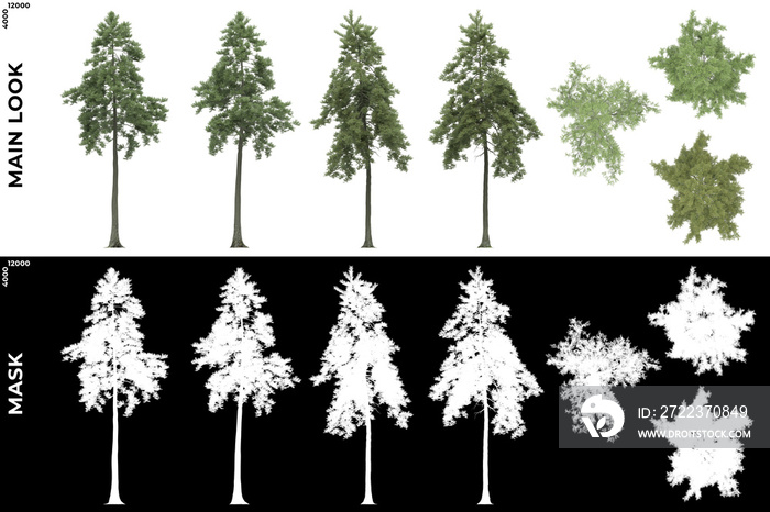 通用树的前视图、左视图和俯视图的3D渲染，使用alpha遮罩进行剪切和PNG编辑。