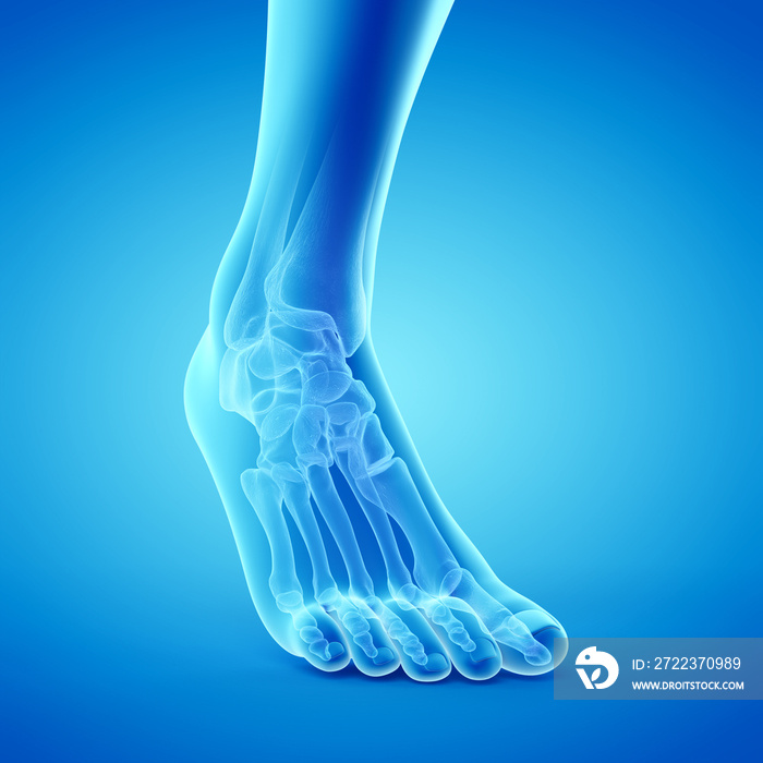 3d rendered medically accurate illustration of the bones of the foot