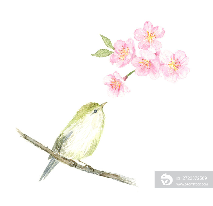 ウグイスと桜　水彩イラスト