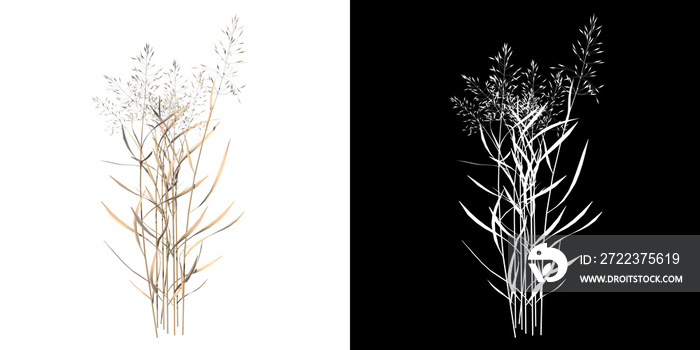 植物（干燥的高草2）的前视图带有alpha通道的树png到使用3D渲染制作的剪切