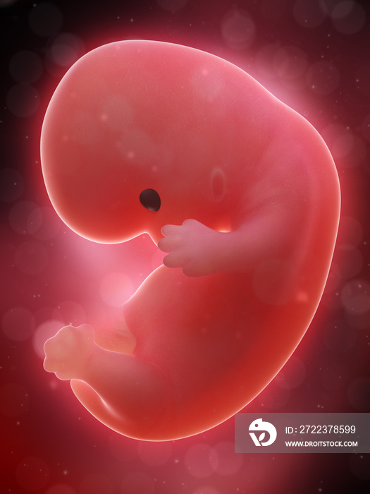 3d rendered medically accurate illustration of a human fetus - week 8