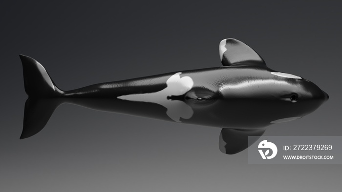 Killer whale of background, 3d render