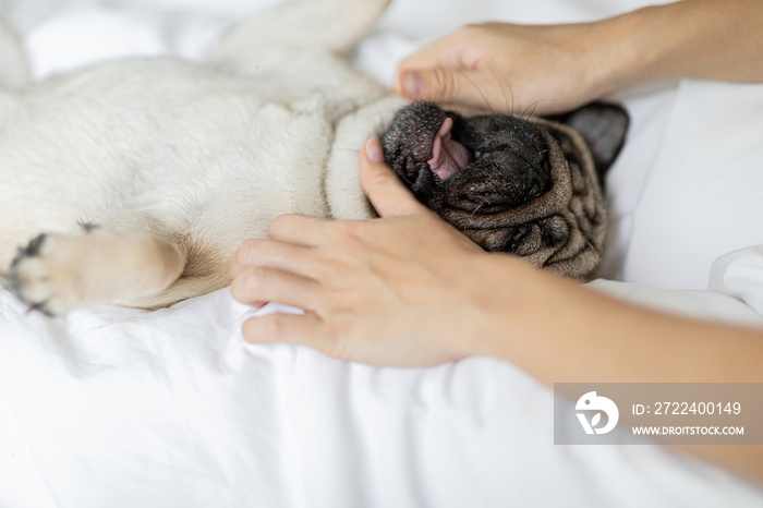 woman body massage and face massage spa to a dog pug breed feeling so comfortable and relaxation,dog sleep and rest with owner,Selective Focus,Spa dog Concept