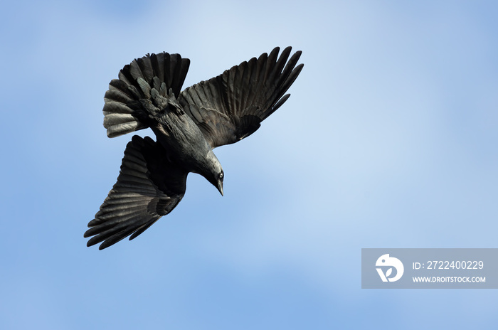 jackdaw crow in flight against blue sky