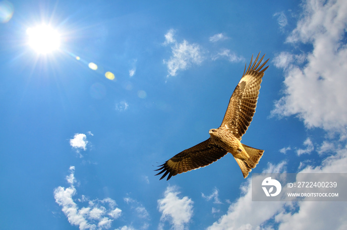 Black Kite bird