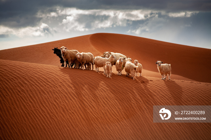 A heard of sheep stand atop the Chinle sand dunes