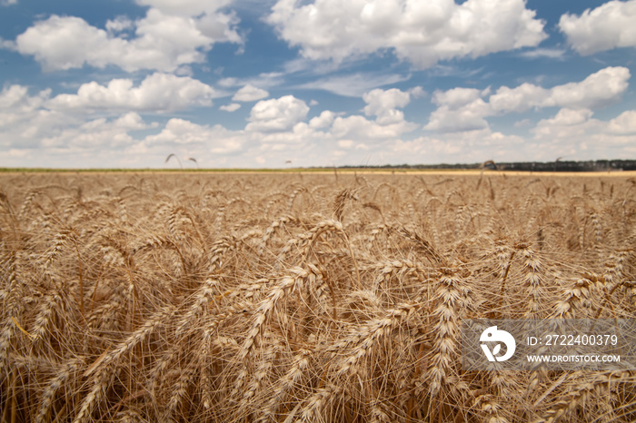 close up of grain field and cloudy sky