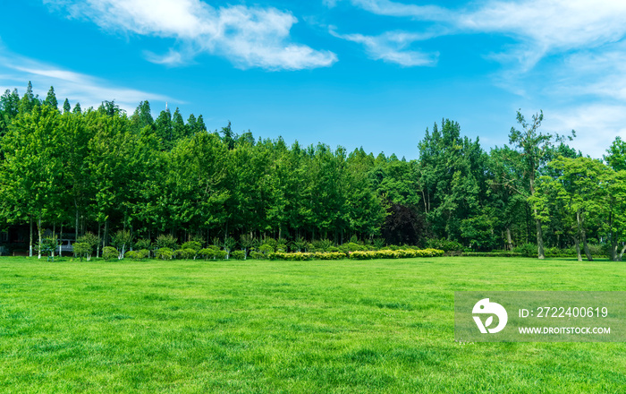 Grass and trees in the park under the blue sky..