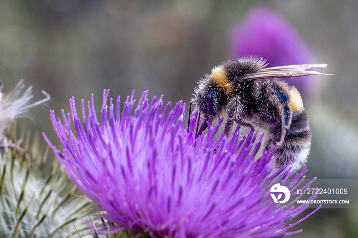 Bumblebee busy being a bee on a thistle