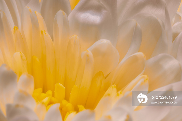 White and Yellow Chrysanthemum Flower close-up