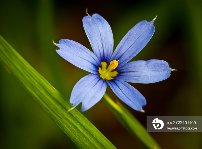 Blue-eyed grass blossom (Sisyrinchium montanum) in central Virginia. Not a species of grass but rather in the iris family.