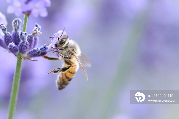 Bee collecting pollen from a lavender