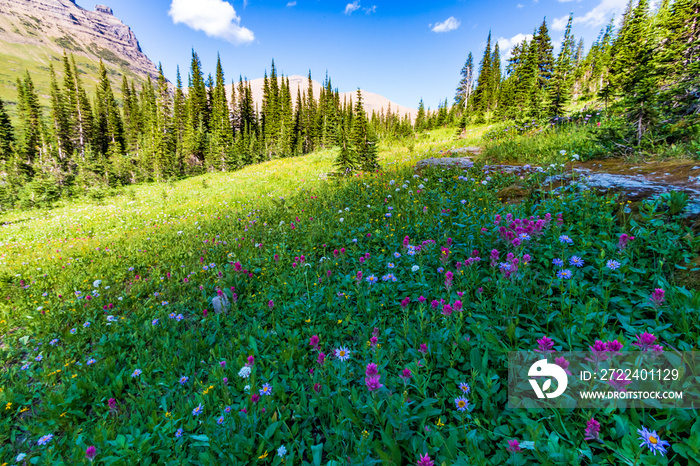 summer wild flowers scattered on the meadows and prairies in Glacier national park during summer.