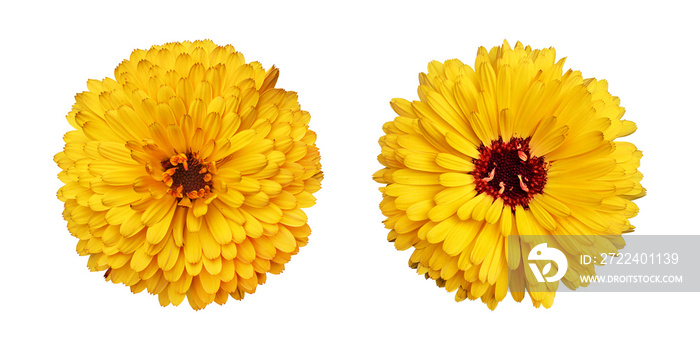 Yellow calendula flowers isolated on transparent background