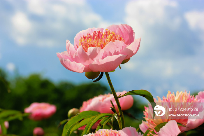 Beautiful pink peony flower against a blue cloudy sky in summer. Delicate petals