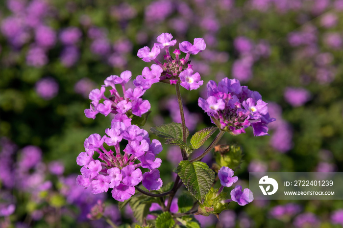 Closeup of flower clusters of Lantana in a garden in Italy in late summer