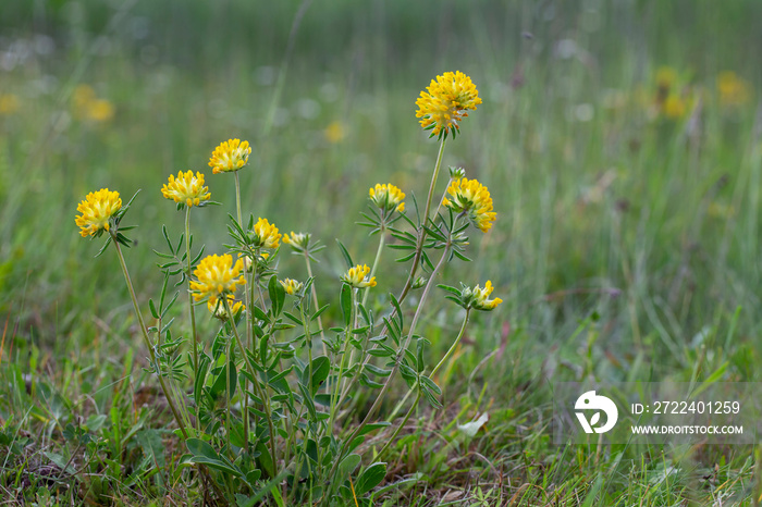 Anthyllis vulneraria, the common kidneyvetch, kidney vetch or woundwort is a medicinal plant  native to Europe. Common kidneyvetch (Anthyllis vulneraria) flowers