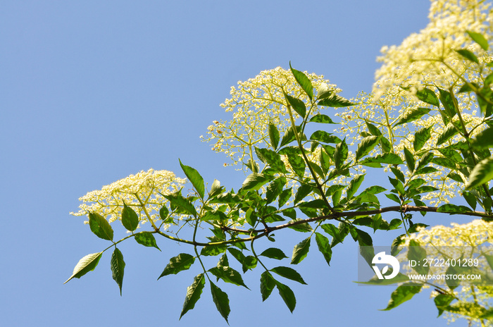 Elderflower or Sambucus nigra in full bloom in spring. Elderflower, European Elderberry, European Black Elderberry, Common Elder