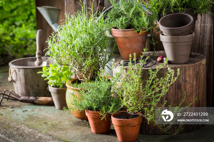 Green and ecological herbs in old clay pots