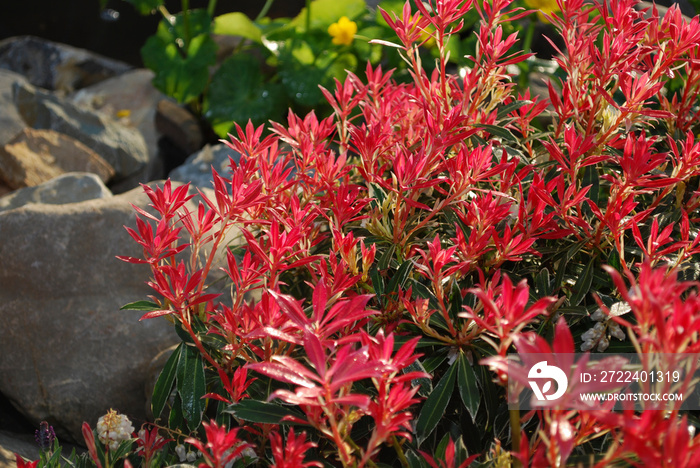 Pieris japonica Flaming Silver evergreen shrub with purple-pink foliage grown in the rock park.