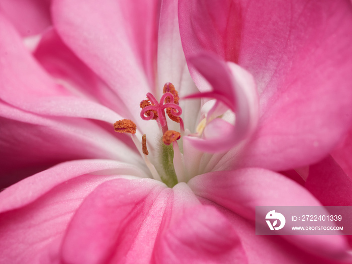 Pelargonium (Geranium)pink blossom close up in macro details.Fully flourishing flower.