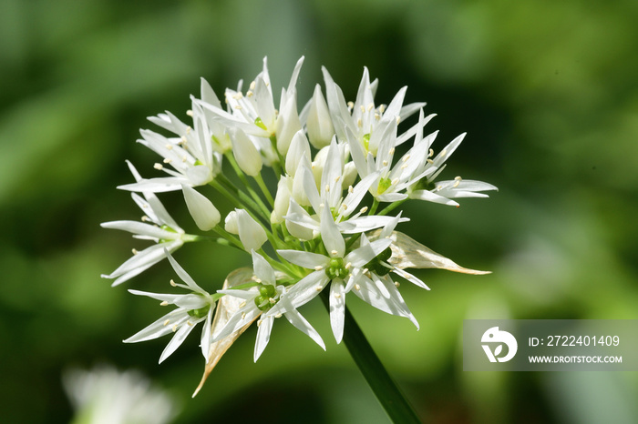 Close up of a ramson flower (allium ursinum) in bloom