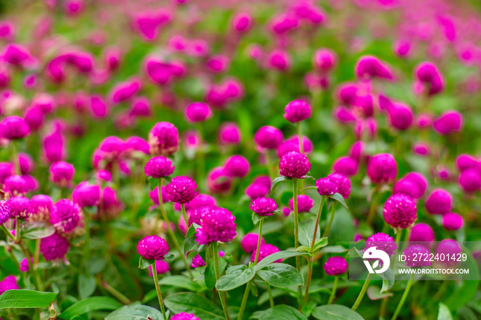 Bright juicy flower bed of purple flowers gomphren