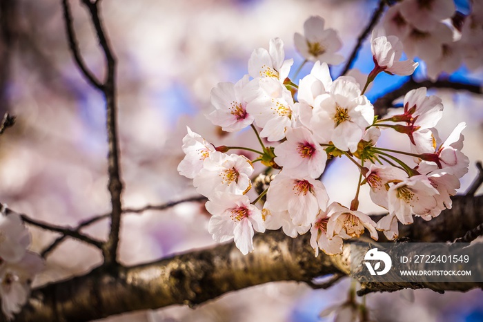 cherry blossoms on a branch