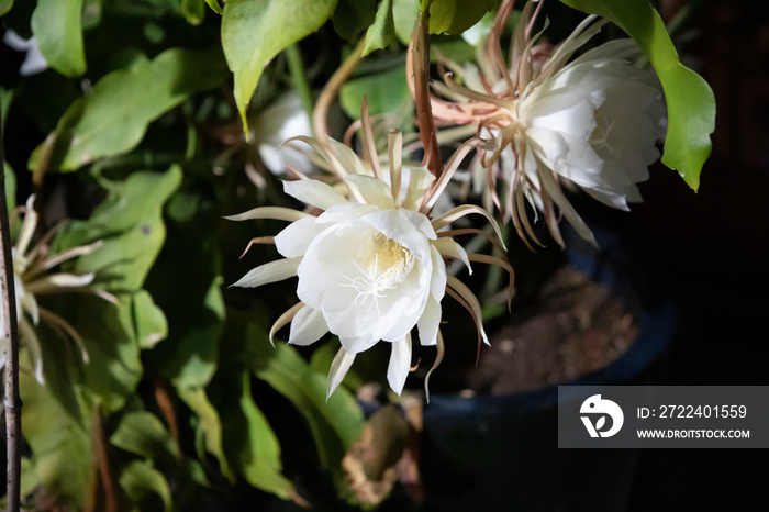 blooming Artepitheton grandiflorus by night, pupular name queen of the night