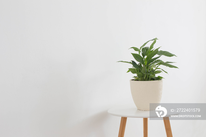 house plant in pot on white background