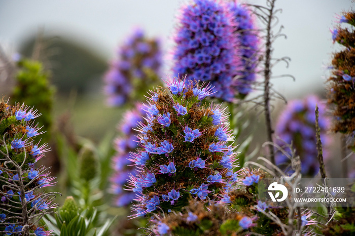 Pride of Madeira plant with purple flowers