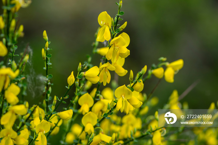 Cytisus scoparius yellow wild flowering common broom in bloom, scotch perennial leguminous flowering shrub