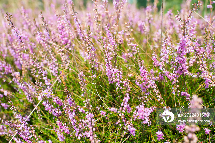 purple lavender flowers in bloom. nature field background