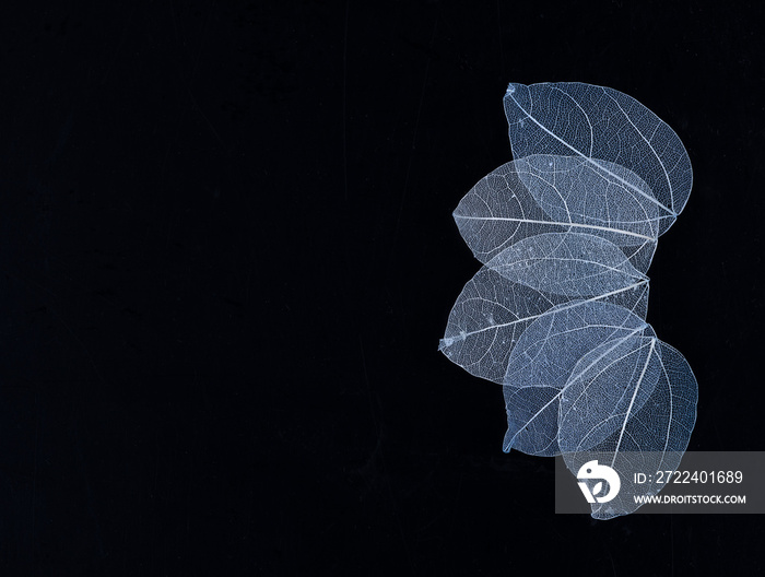 Skeleton Leaves Flower Composition on black background,transparent blue leaves