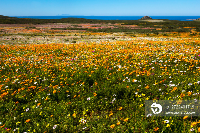 Landscape of flowers and sea in West Coast National Park