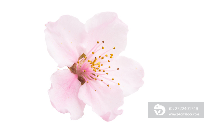 sakura flower isolated