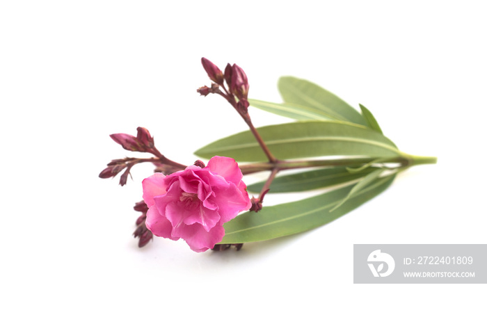 Closeup of pink flower and leaves of nerium oleander on white background