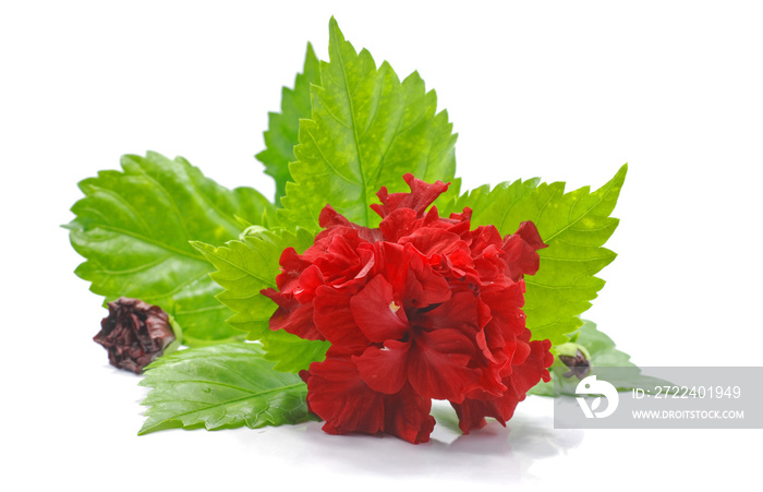 Red Hibiscus flower isolated on white background