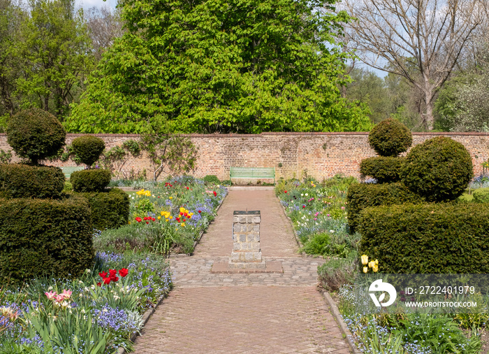 Colourful tulips amidst other spring flowers at Eastcote House Gardens, historic walled garden maintained by a community of volunteers in the London Borough of Hillingdon.