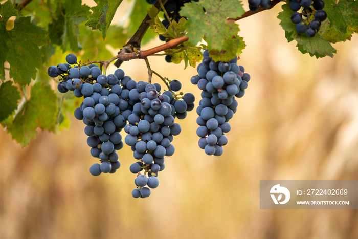 Blue vine grapes in the vineyard. Cabernet Franc grapes for making red wine in the harvesting.