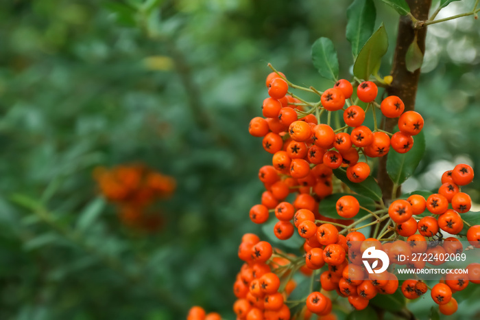 Ripe rowan berries on tree in garden, closeup