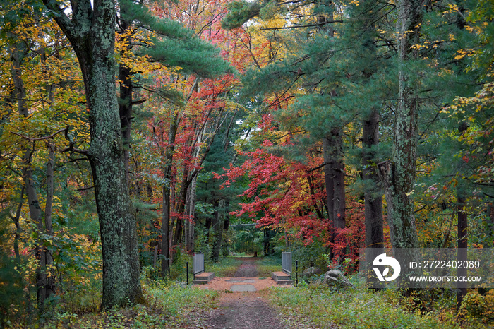 Path in a forest in Massachusetts, USA