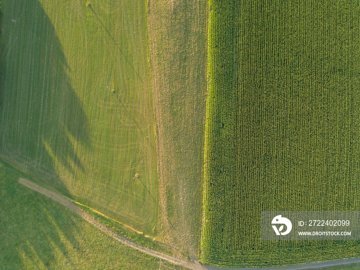 Aerial view of corn field