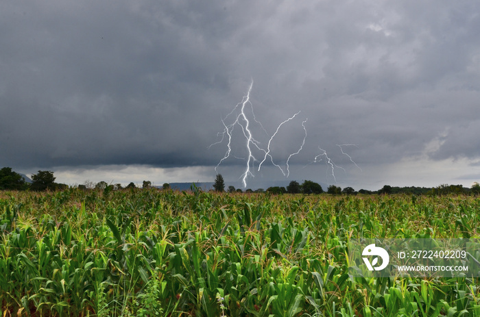 Dangeous thunder and rain storm over corn field