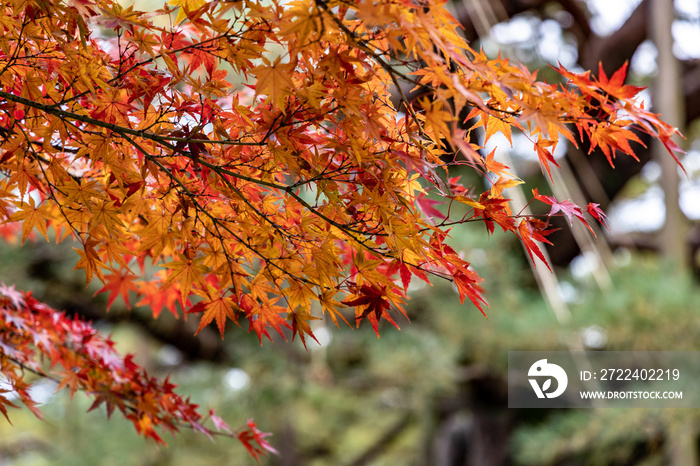 Red and yellow autumn leaves during Fall season