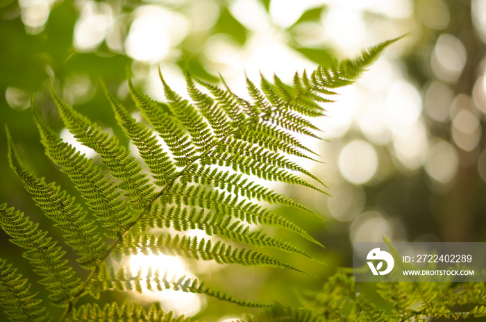 Green fern leaf with seeds in sunset bokeh light