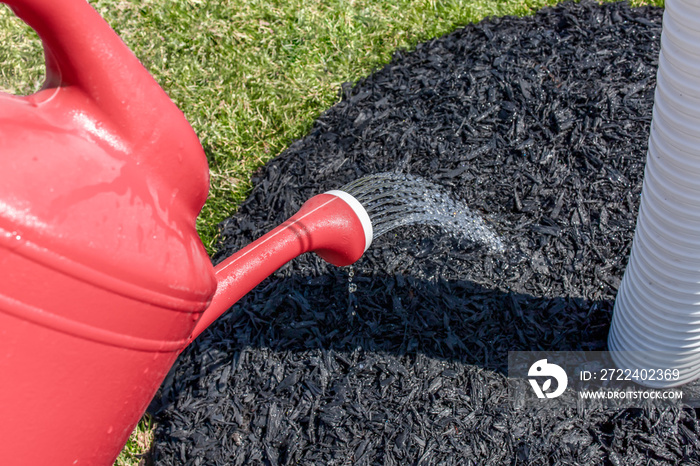 Man spray water on black wood mulch growing tree, seasonal outdoor gardening work. Closeup red watering can with fresh nature background in natural sunlight day. Spring and summer.